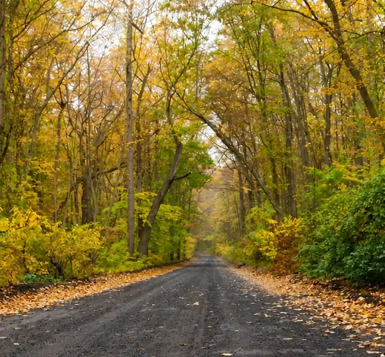 Gravel road lined with trees displaying autumn foliage in green and yellow hues.